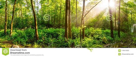 Sunrise in a Green Forest with Brook Stock Image - Image of green ...