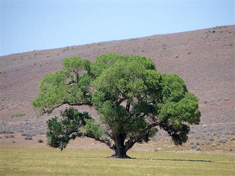 Kansas Trees For Sale | The Tree Center™