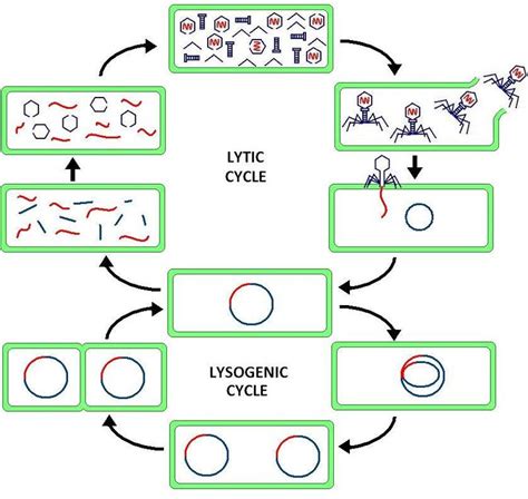 Difference Between Lytic and Lysogenic Cycle of Bacteriophage | Compare the Difference Between ...