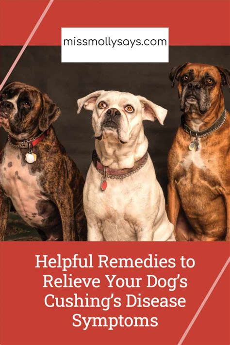 Helpful Remedies to Relieve Your Dog’s Cushing’s Disease Symptoms