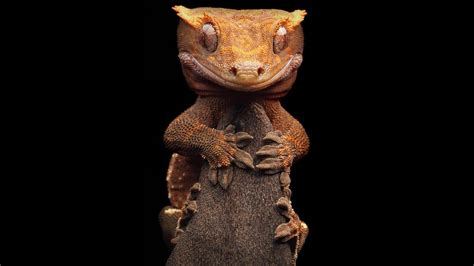 Crested Gecko Wallpapers - Top Free Crested Gecko Backgrounds ...