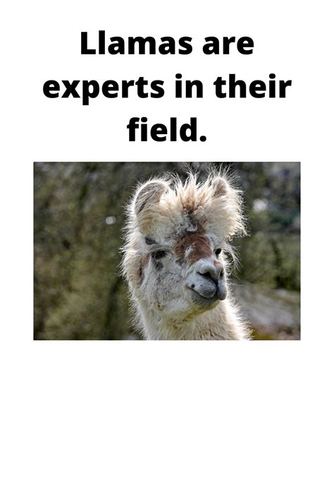 Llama puns guaranteed to make you laugh your fluffy socks off - Animal ...