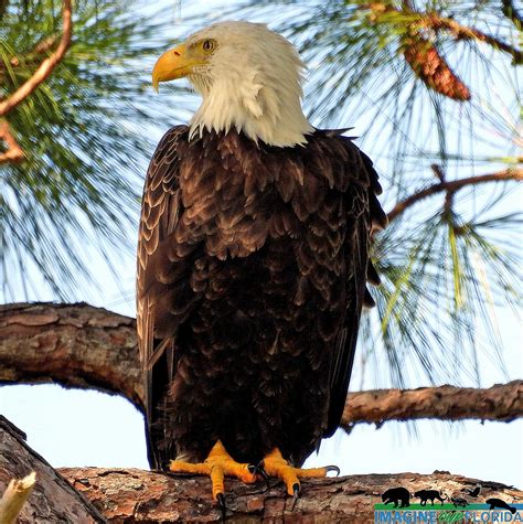 Bald Eagle – Imagine Our Florida, Inc