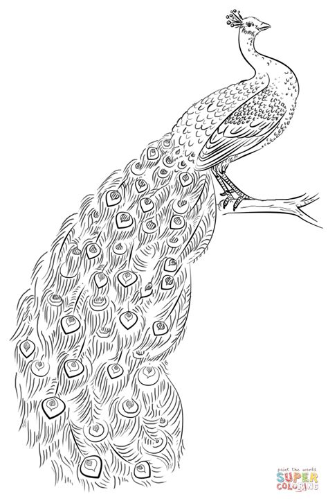 Peacock Coloring page | Free Printable Coloring Pages | Peacock ...