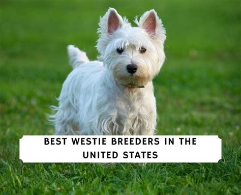 11 Best Westie Breeders in the United States!