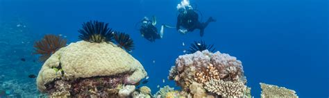 Great Barrier Reef Tour from Port Douglas