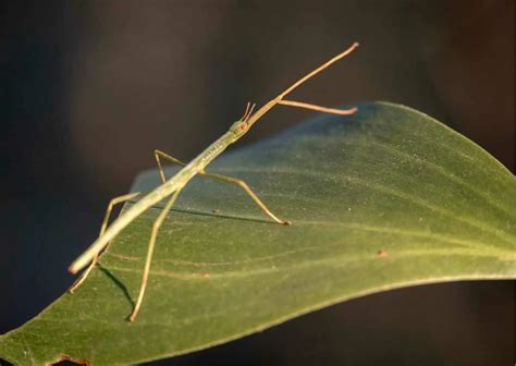 Stick Insect Behaviour - AnimalBehaviorCorner