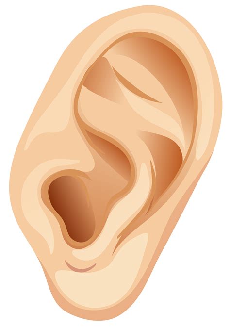 A Human Ear on White Background 302059 Vector Art at Vecteezy