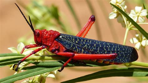 In Pics | As locusts wreak havoc, a look at the creature and its different forms