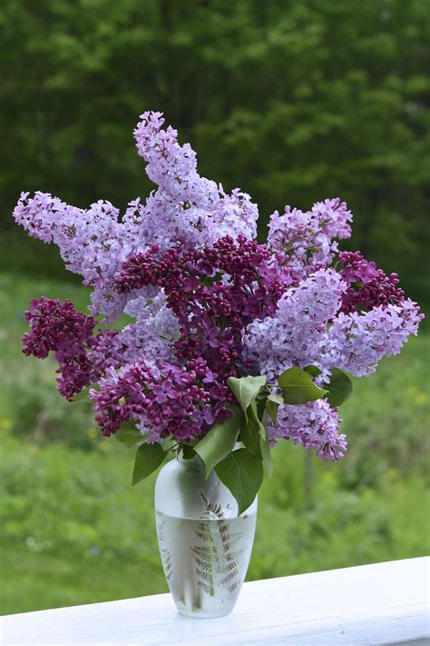 These are amazing #purplelavender Lilac Bouquet, Lilac Flowers, Amazing ...