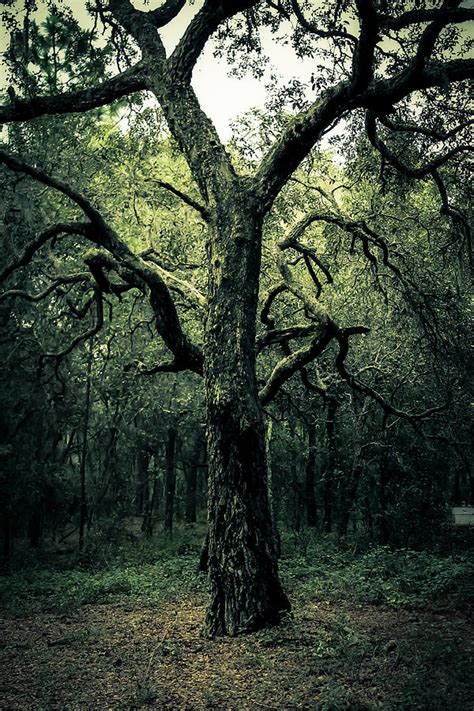 Wise Old Tree Photograph by Robin Lewis