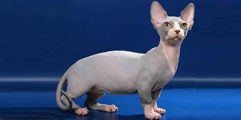 Bambino cat: Description of the breed - Sphynx cats and kittens