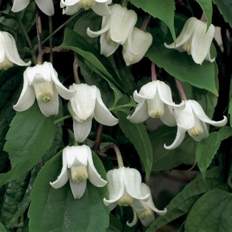 Buy clematis (group 1) Clematis urophylla 'Winter Beauty': Delivery by Waitrose Garden