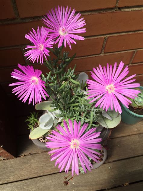 Flowering Succulents For Indoor Or Outdoor: A Complete Guide