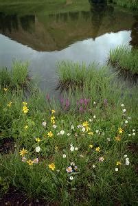 Crested Butte Camping Guide