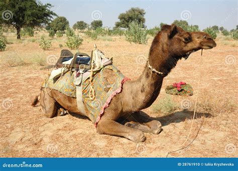 Camel Safari in Thar Desert,Rajastan,India Stock Photo - Image of pattern, animal: 28761910