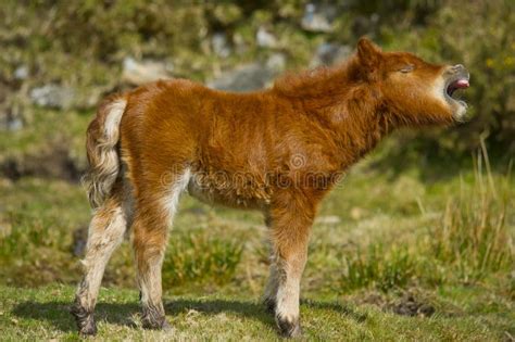 Shetland Pony Foal stock photo. Image of animal, freeroaming - 30534914