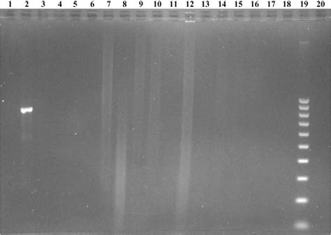 Figure 1 from Development of a PCR assay specific for ...