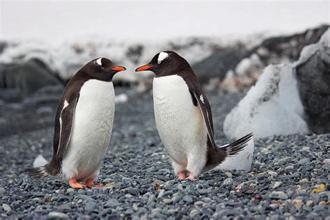 Los pingüinos y su ritual amoroso - El Cronista Independiente