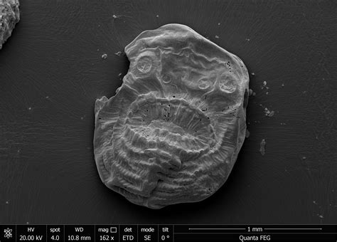 Deuterostome: Earliest human ancestor discovered