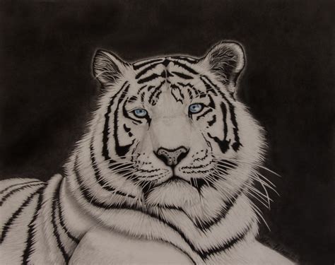 White Tiger Pencil Drawing by AlpoArts on DeviantArt