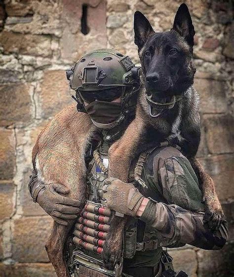 14 Interesting Facts About Belgian Malinoises | Military working dogs ...