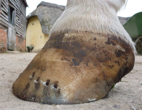 Barefoot Horse Blog: First trim post shoe removal from very tall/long foot