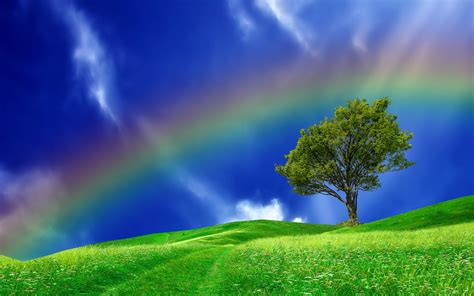 Hills tree rainbow landscape wallpaper | 1920x1200 | 143883 | WallpaperUP