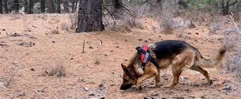 How to Join the SAR K9 Team - Deschutes County Search and Rescue