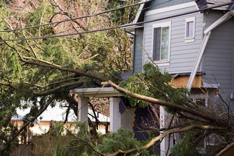 When Trees Next Door Do Damage | Greg M. Russell, Hard Money Lender