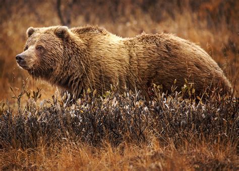 The Great Grizzly Bear - Earth Rangers