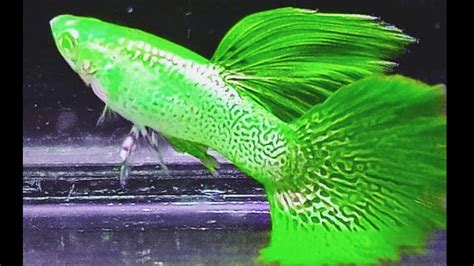 10 Most Exotic Colorful Guppy Types 🏅🔥| Beautiful Guppy everyday| Fish ...