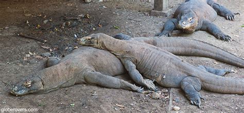 Flores Island: Gateway to Fearless Komodo Dragons - GlobeRovers