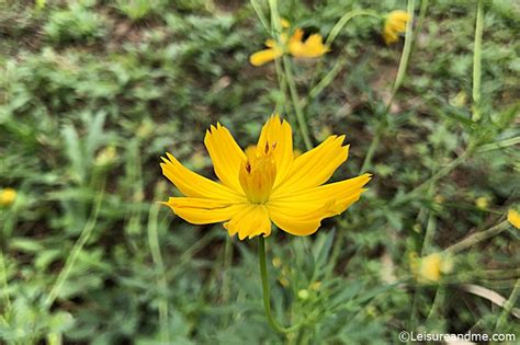 Yellow Cosmos Flowers : Atapethiya from Sri Lanka - Leisure and Me