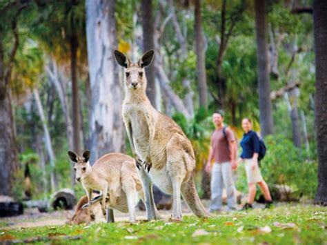 Carnarvon Gorge visitor area | Carnarvon Gorge, Carnarvon National Park | Parks and forests ...