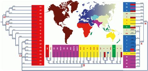 MtDNA haplogroup tree and distribution map - Category:Phylogenetic trees of human mtDNA ...