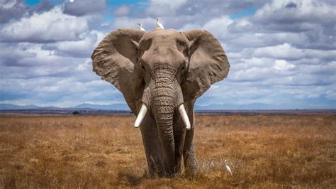 Intense Video Captures a Rare Showdown Between a Stalking Tiger and Massive Elephant - A-Z Animals