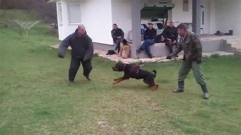 Rottweiler defence training with police - YouTube