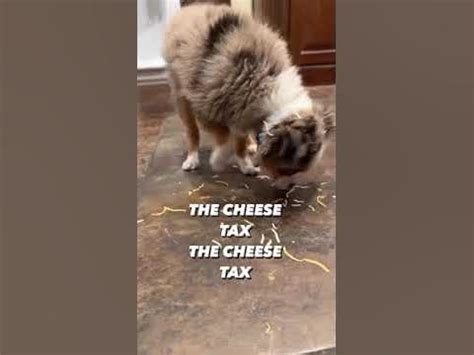 the cheese tax song - YouTube