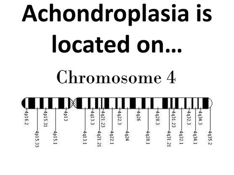 PPT - Achondroplasia PowerPoint Presentation, free download - ID:2211183