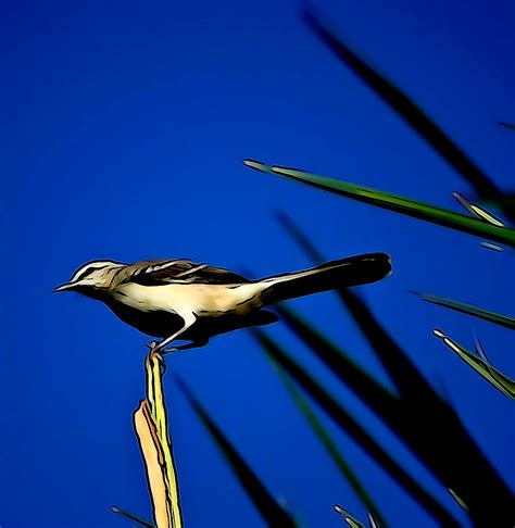 Florida Mockingbird Photograph by Ines Ganteaume - Pixels