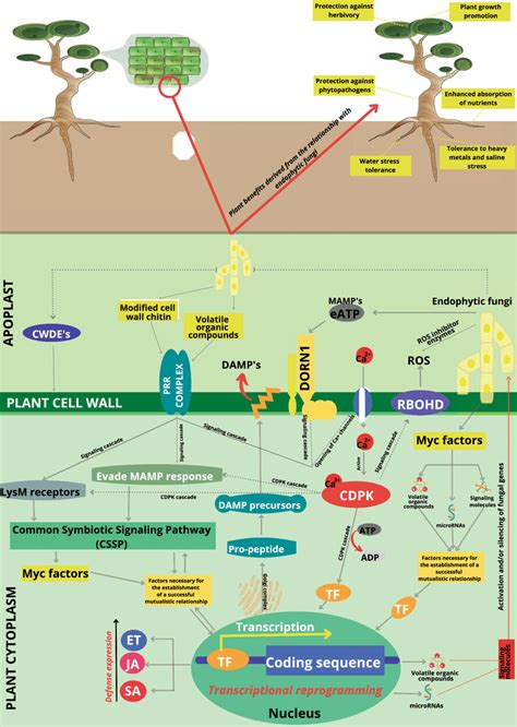 Communication between endophytic fungi and host plant, and the benefits... | Download Scientific ...