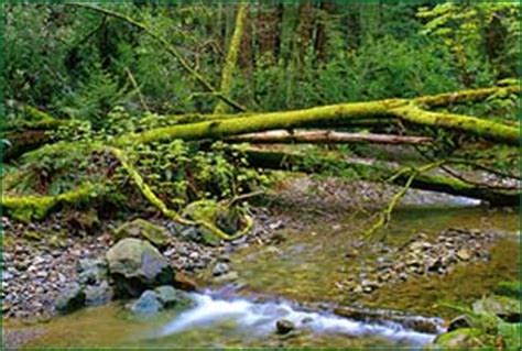 Muir Woods - The Forest - See the Baylaurels and Wildlife