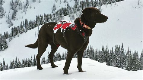 Avalanche Rescue Dogs | Crystal Mountain Resort