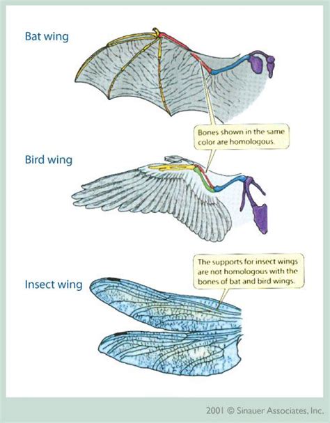 Comparative anatomy and morphology NEET