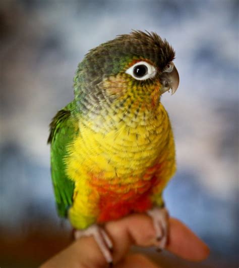 Green-Cheeked Conure Facts, Habitat, Diet, Adaptations, Pictures