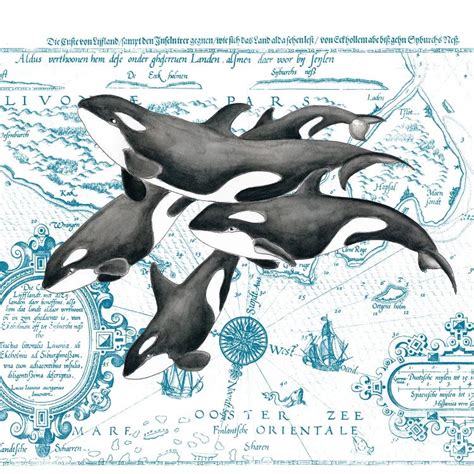 Orca Whale Pod Vintage Map White - Canvas Print | Seven Sirens Studios