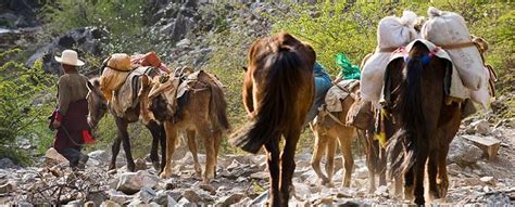 Tracing China’s Ancient Tea-Horse Road to Tibet