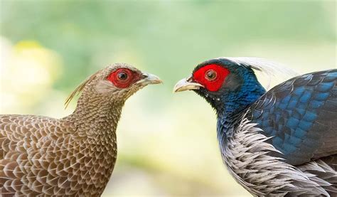 Kalij Pheasant (Lophura leucomelanos) male (right) and female by Debojit Deb. This pheasant is ...