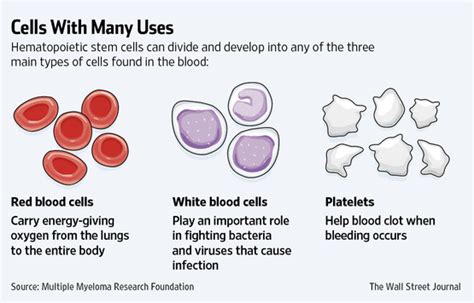 Umbilical Cord Draws Focus From More Scientists Seeking Cures - WSJ